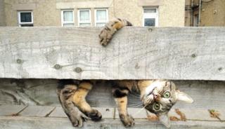 A cat hanging onto a fence.