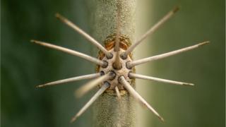 winning-photograph-rhs-annual-photographers-cactus