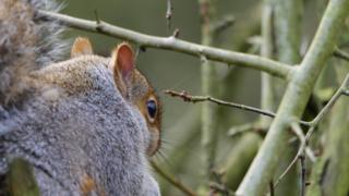 Squirrel