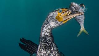 An Asiatic cormorant sea bird catches a fish.