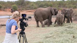 Filming elephants