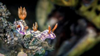 Two sea slugs