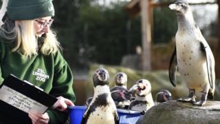 Humboldt penguins