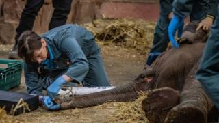 Vets-give-treatment-to-elephant-who-is-sedated.