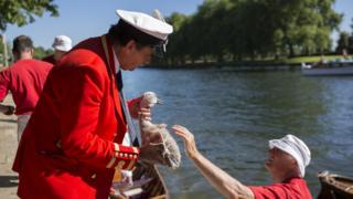 Royal Swan Marker David Barber holds a cygnet during the count.