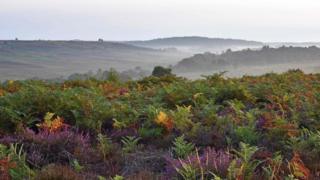 Rockford Common New Forest at sunrise