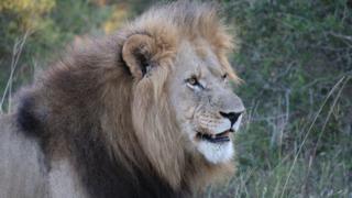 lion