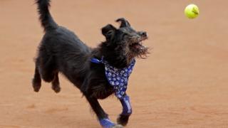 Ball dog