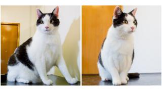 Mikey the cat