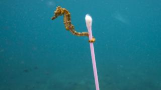 Seahorse