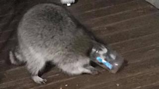 A wild raccoon managed to get its head stuck in a peanut butter jar in Long Island, USA.