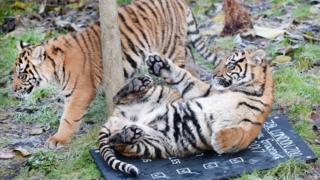 Two tigers
