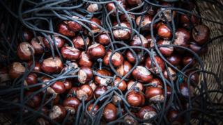 A basket full of conkers with their laces, ready to be played with.