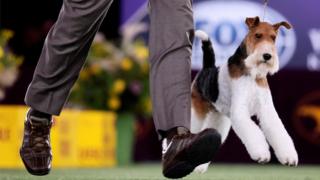 Wire Fox Terrier competing.