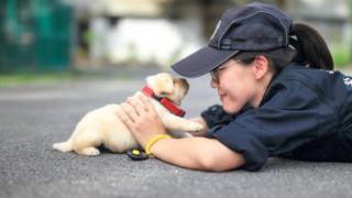 Puppy