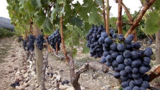 Grapes growing in Roussillon vineyard, 2005 file pic