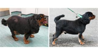 Oscar the dog