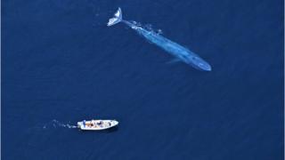 An aerial photograph of a blue whale - thought to be some of the friendliest animals in the world