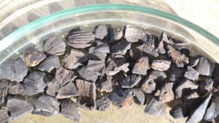 Some of the nut shells found during an excavation above Staffin Bay [©UHI]