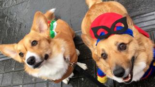 Dogs