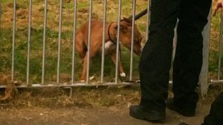 Eleven children injured in Blyth park dog attack - BBC News