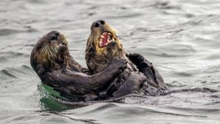 Two otters in the water