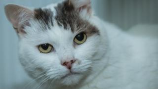 Theo the cat