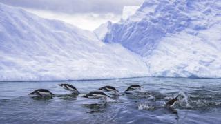 Gentoo penguins swimming