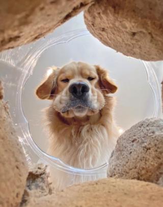 A dog looking into a cookie jar.