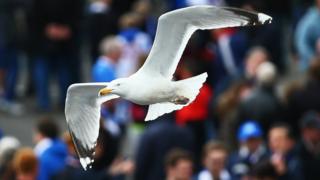 Seagull