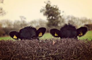 Two cows hiding behind a hedge.