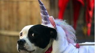 unicorn dog
