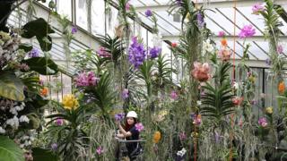 Orchids