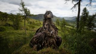 A-young-white-tailed-eagle-sits-on-the-ground-to-be-ringed-and-measured-at-a-remote-nest-site-on-the-Isle-of-Mull-in Scotland.