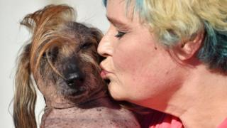 Himisaboo getting a kiss from his owner at the World's Ugliest Dog competition