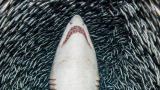 A sand shark and 'bait fish'