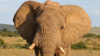 An elephant in South Africa