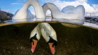 Two swans