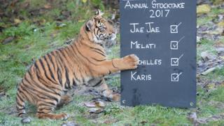 Tiger