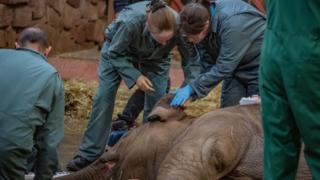 Vets-inspect-ear-of-elephant-who-is-sedated.