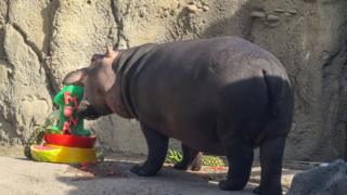 Fiona the baby hippo eating cake
