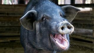 Pig