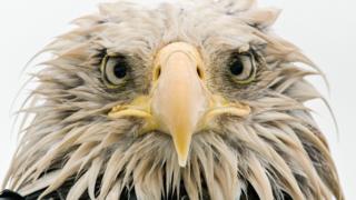 This photo, Bold Eagle, was taken by German photographer Klaus Nigge on Amaknak Island in Alaska, USA.