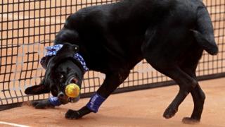 Ball dog