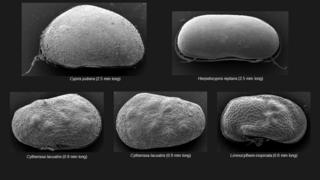 Ostracods