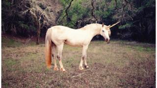 unicorn forest