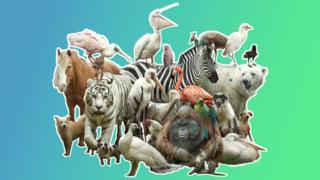 zoo-animals.
