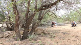 Filming leopards in South Africa