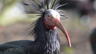 Ibis bird