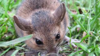 Wood mouse